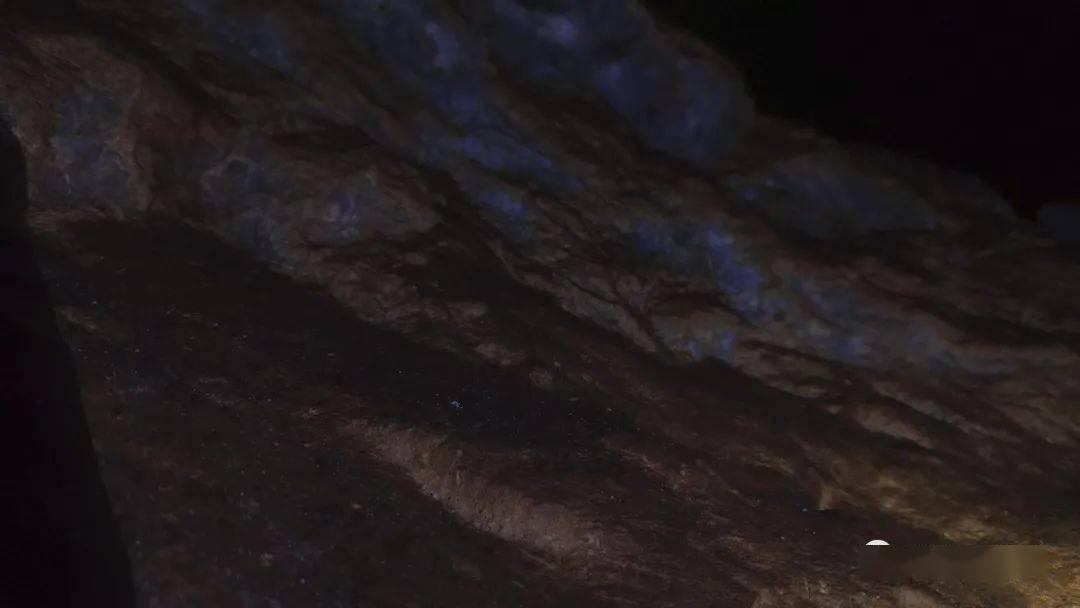 探索羊肉的膻味从哪里来?没有膻味的羊肉存在吗?